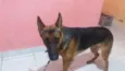 Baruque 