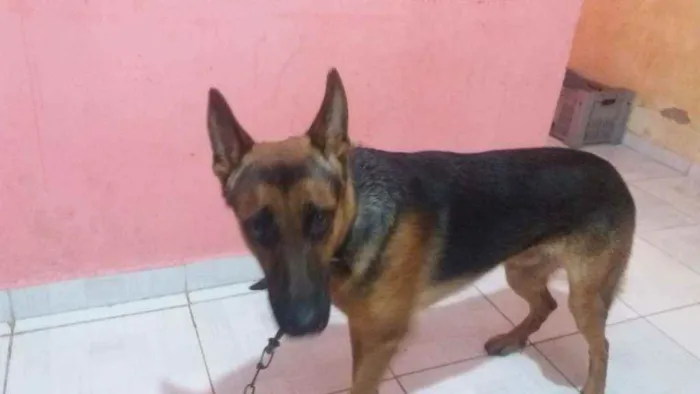 Cachorro raça Pastor alemão  idade 7 a 11 meses nome Baruque 