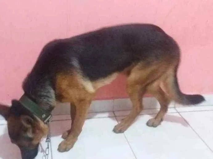 Cachorro raça Pastor alemão  idade 7 a 11 meses nome Baruque 