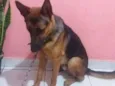 Baruque 