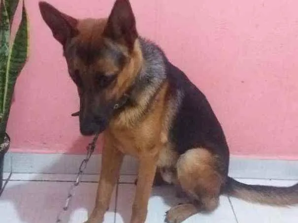 Cachorro raça Pastor alemão  idade 7 a 11 meses nome Baruque 