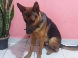 Cachorro raça Pastor alemão  idade 7 a 11 meses nome Baruque 