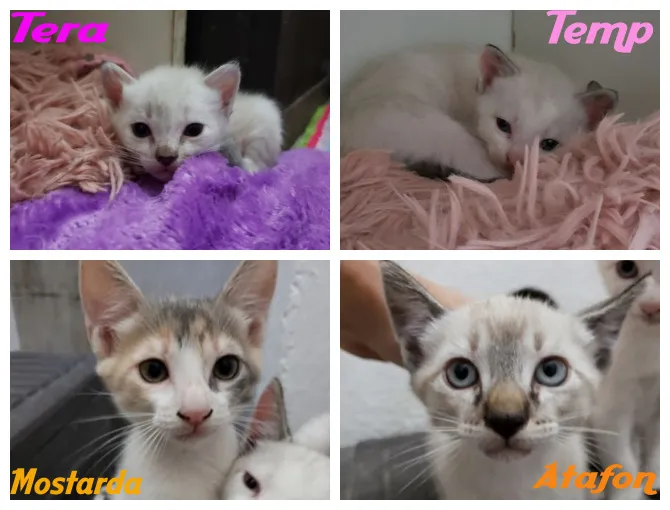 Gato ra a  idade 2 a 6 meses nome Vários