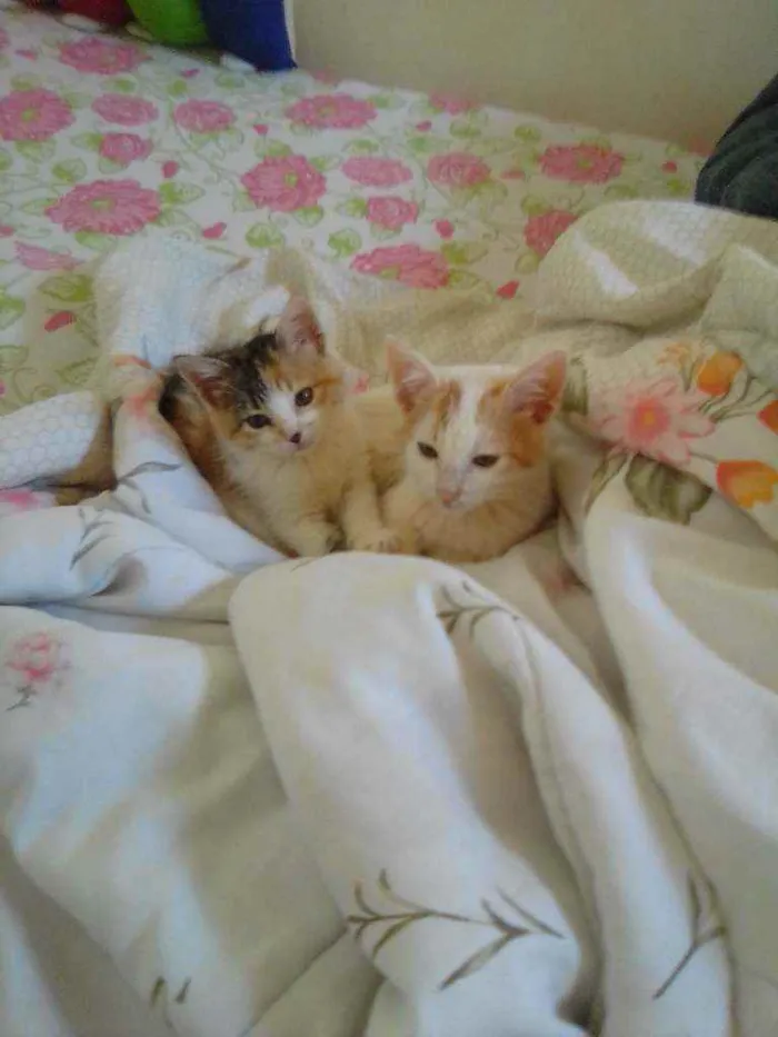 Gato raça Vira lata idade 2 a 6 meses nome Shiva e nina