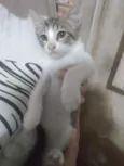 Carlos