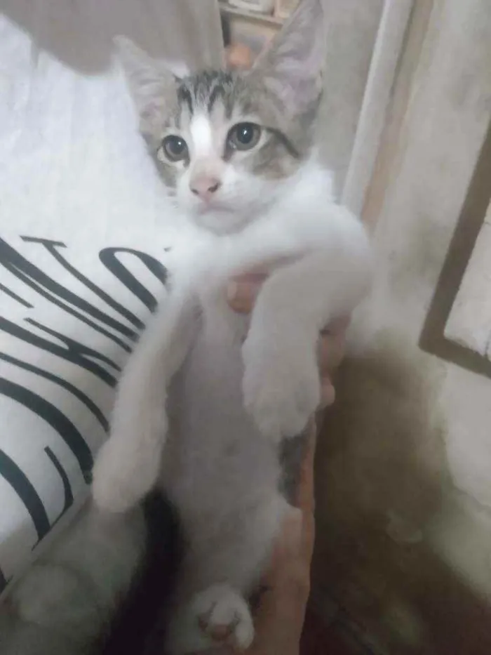 Gato ra a Não sei idade Abaixo de 2 meses nome Carlos