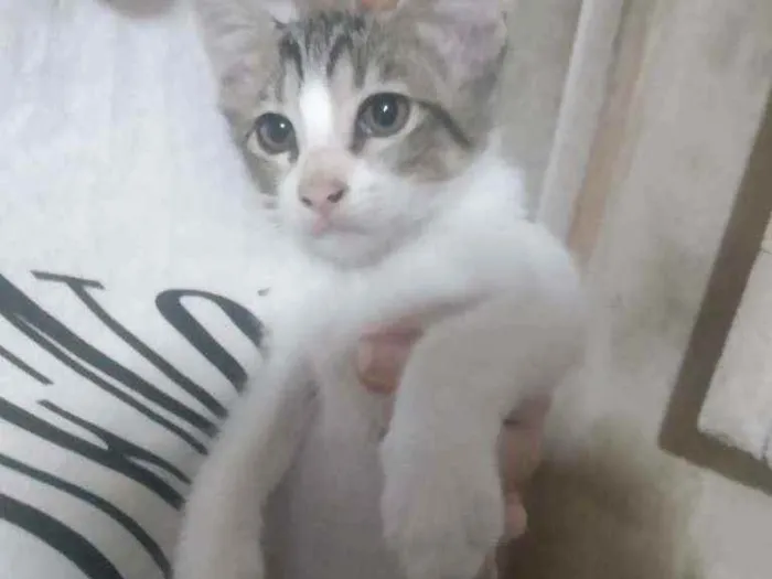 Gato ra a Não sei idade Abaixo de 2 meses nome Carlos