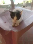 Mirela
