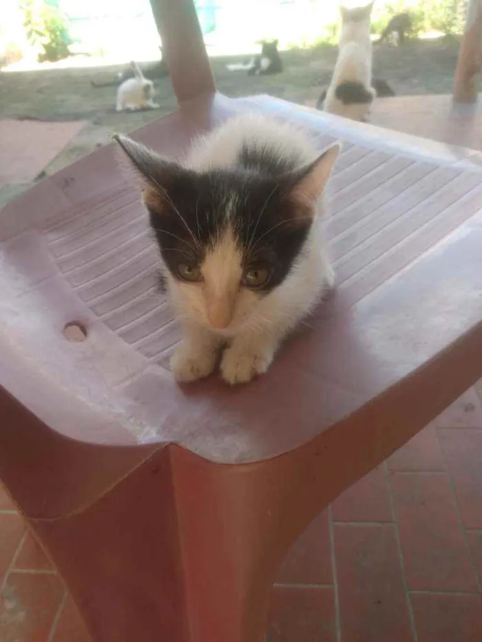 Gato ra a Não sei idade Abaixo de 2 meses nome Mirela