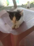 Mirela