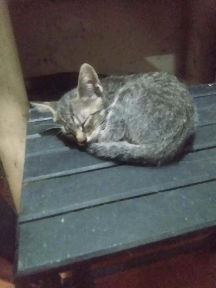 Gato ra a Não sei idade Abaixo de 2 meses nome Toin