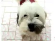 Belinha