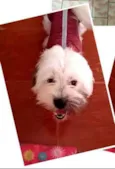 Belinha