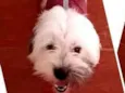 Belinha