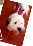 Belinha