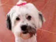 Belinha