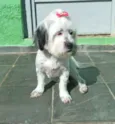 Belinha