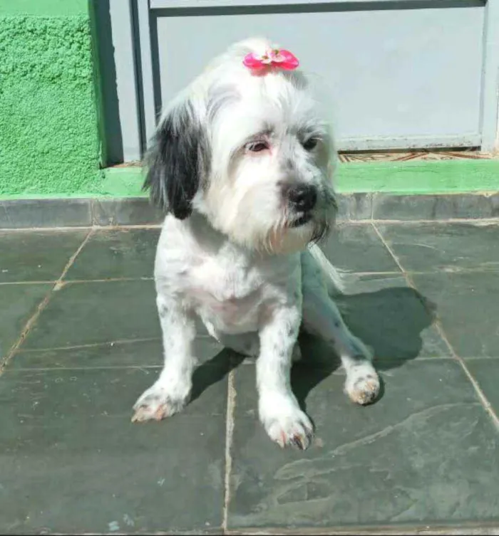 Cachorro ra a Lhasa Apso  idade 2 anos nome Belinha 