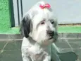 Belinha