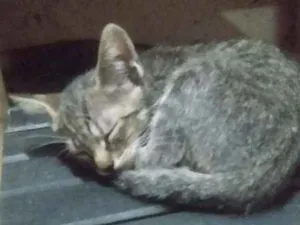 Gato raça Não sei idade Abaixo de 2 meses nome Toin
