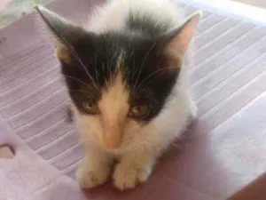 Gato raça Não sei idade Abaixo de 2 meses nome Mirela