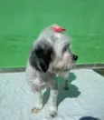 Belinha