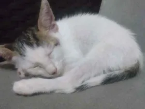 Gato raça Não sei idade Abaixo de 2 meses nome Iran