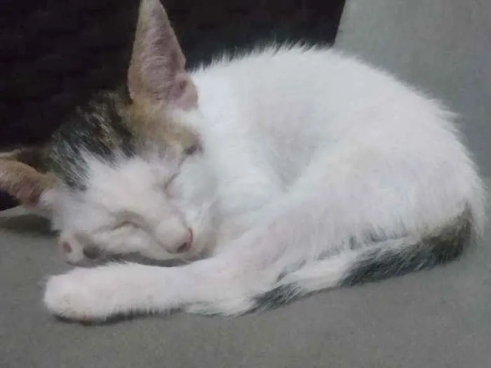 Gato ra a Não sei idade Abaixo de 2 meses nome Iran
