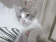 Carlos