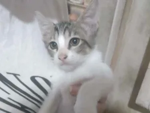 Gato raça Não sei idade Abaixo de 2 meses nome Carlos