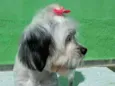 Belinha