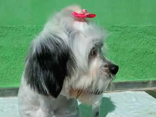 Cachorro ra a Lhasa Apso  idade 2 anos nome Belinha 