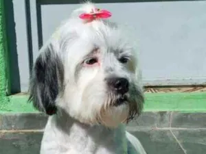 Cachorro raça Lhasa Apso  idade 2 anos nome Belinha 