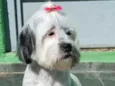 Belinha