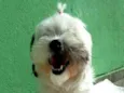 Belinha