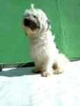 Belinha