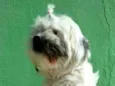 Belinha