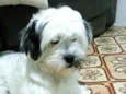 Belinha
