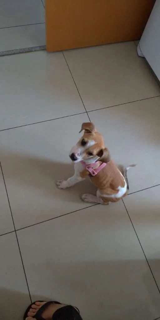 Cachorro ra a SRD idade 2 a 6 meses nome Sem Nome