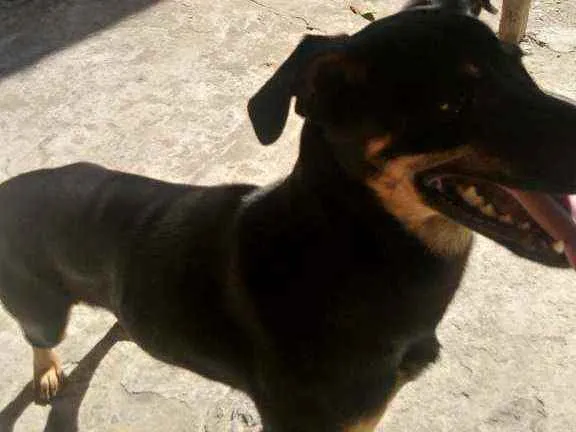 Cachorro ra a Insedinida idade 7 a 11 meses nome Bailey