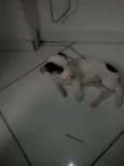 Não tem 