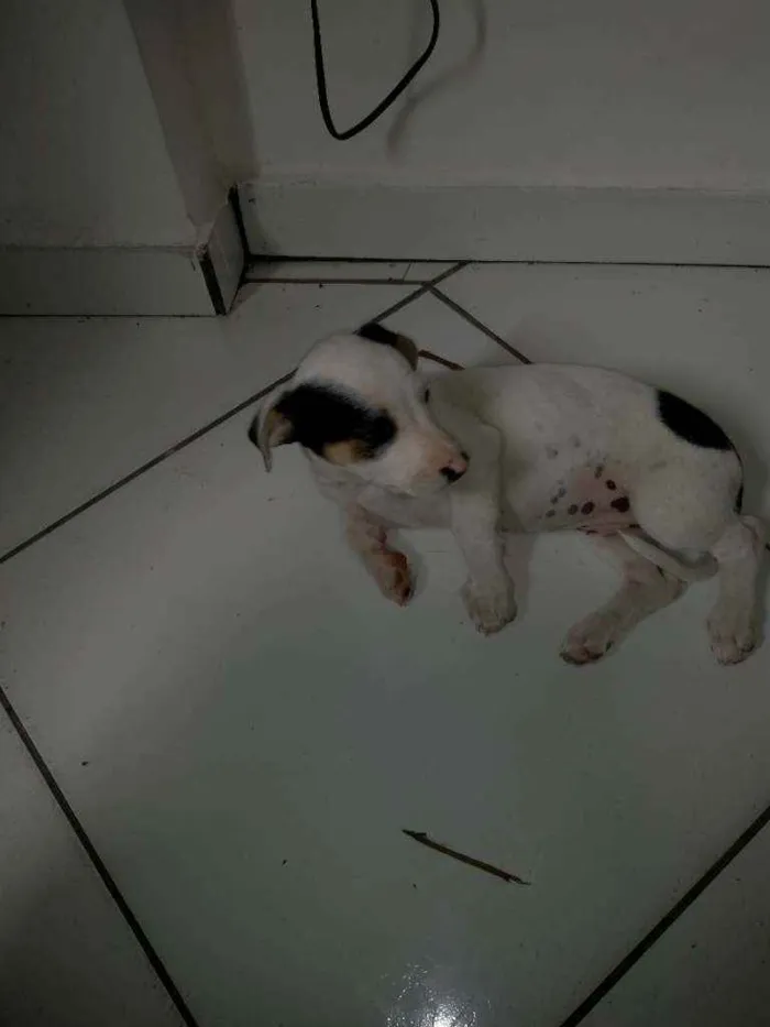 Cachorro raça Vira lata idade Abaixo de 2 meses nome Não tem 