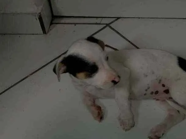 Cachorro raça Vira lata idade Abaixo de 2 meses nome Não tem 