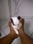 Não tem 