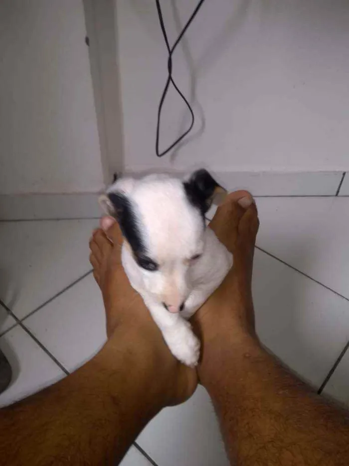 Cachorro raça Vira lata idade Abaixo de 2 meses nome Não tem 