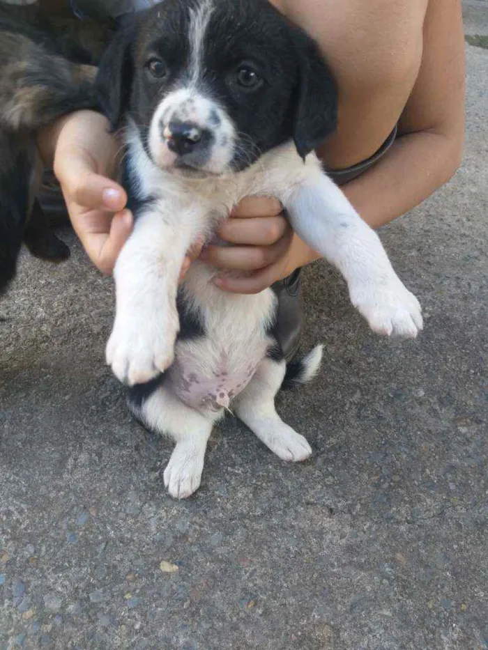 Cachorro ra a Sem raça  idade Abaixo de 2 meses nome Não tem ainda 