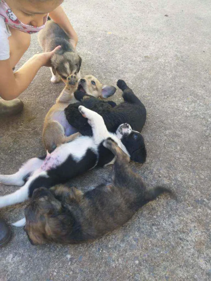 Cachorro ra a Sem raça  idade Abaixo de 2 meses nome Não tem ainda 