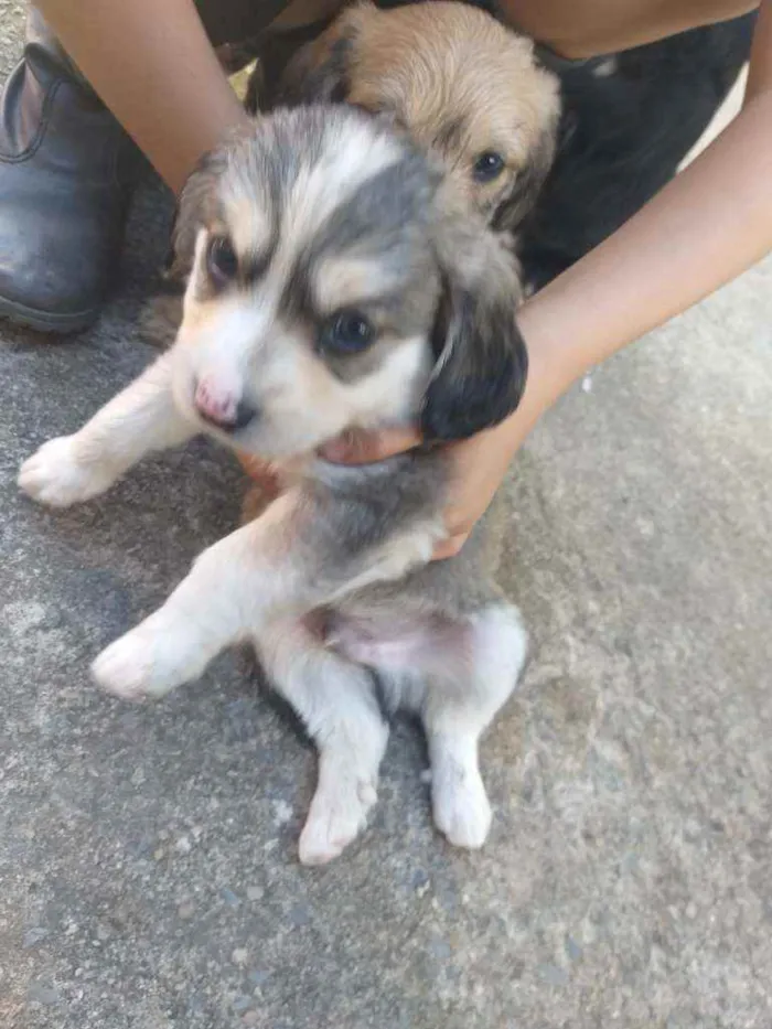 Cachorro ra a Sem raça  idade Abaixo de 2 meses nome Não tem ainda 