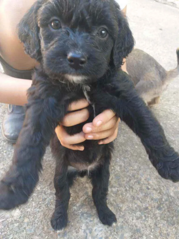 Cachorro ra a Sem raça  idade Abaixo de 2 meses nome Não tem ainda 