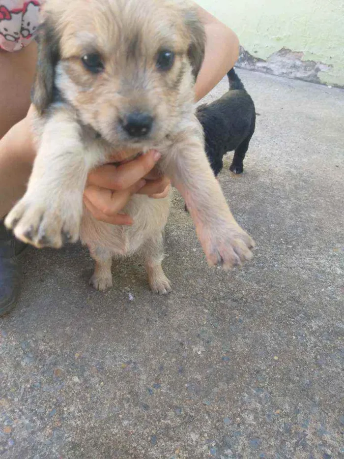 Cachorro ra a Sem raça  idade Abaixo de 2 meses nome Não tem ainda 